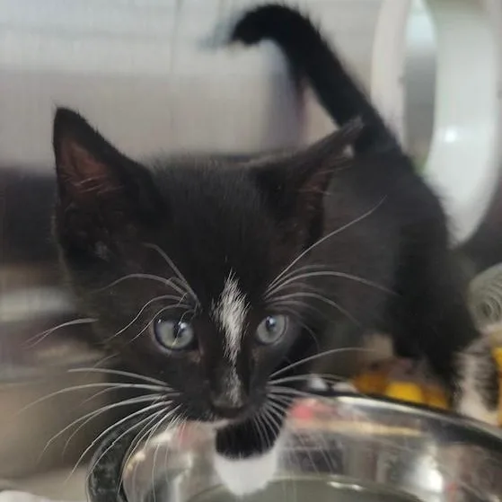 A baby medium-sized male Black Domestic Short Hair cat named Fiberglass for adoption in Allegan, MI