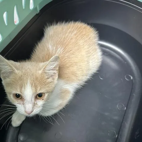 A baby small-sized female White Domestic Short Hair cat named Hadley for adoption in Indianapolis, IN