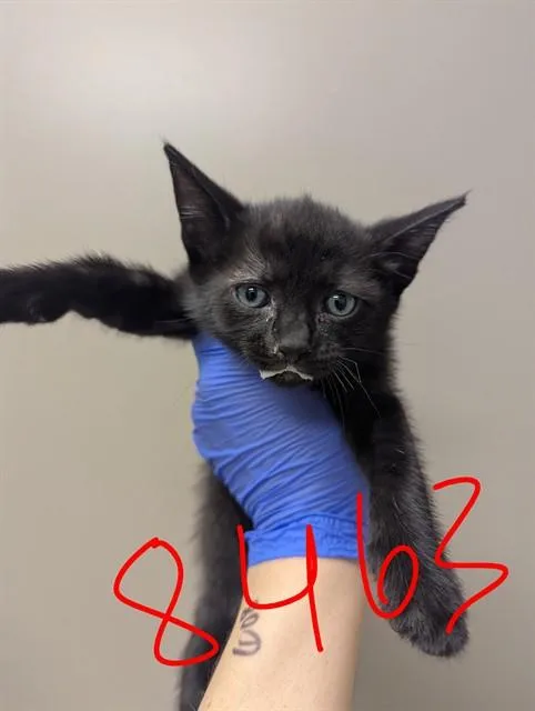 A baby small-sized male Domestic Short Hair cat named Prince for adoption in Ontario, CA