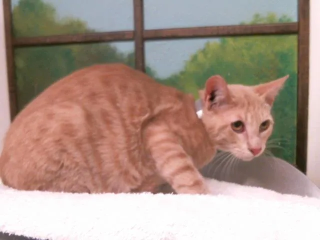 A baby medium-sized male Domestic Short Hair cat named Milo for adoption in Houston, TX