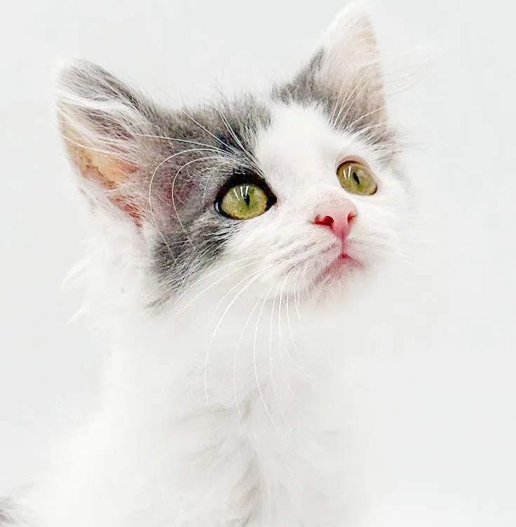 A baby small-sized male Gray / Blue / Silver Ragdoll cat named Boone is baby brilliance for adoption in Bedford Hills, NY