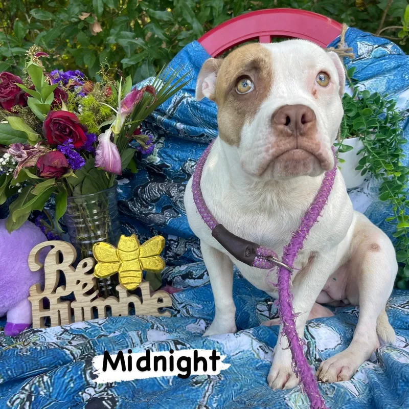 Midnight thumbnail 2