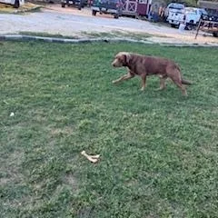 A young large-sized male Brown / Chocolate Labrador Retriever dog named Winifred for adoption in Joshua, TX