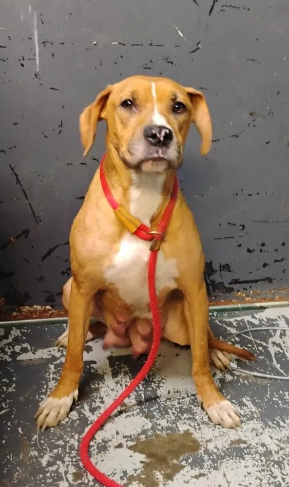 An adult medium-sized female Hound dog named June for adoption in New Lexington, OH