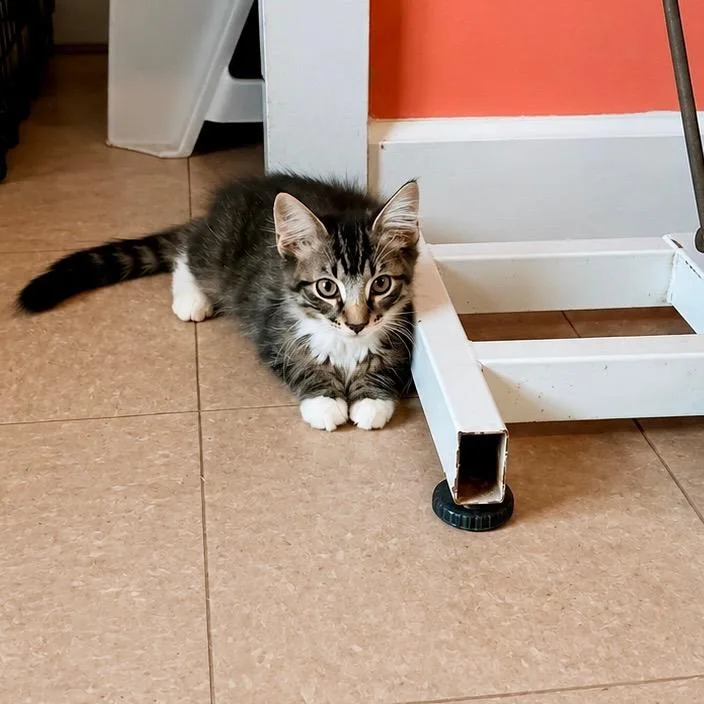 A baby medium-sized male Domestic Long Hair cat named Kosmo for adoption in Marianna, FL