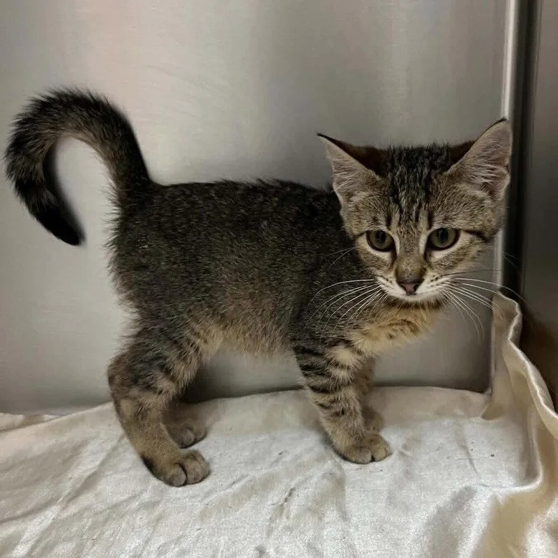 A baby medium-sized female Domestic Short Hair cat named Shondell for adoption in Candler, NC