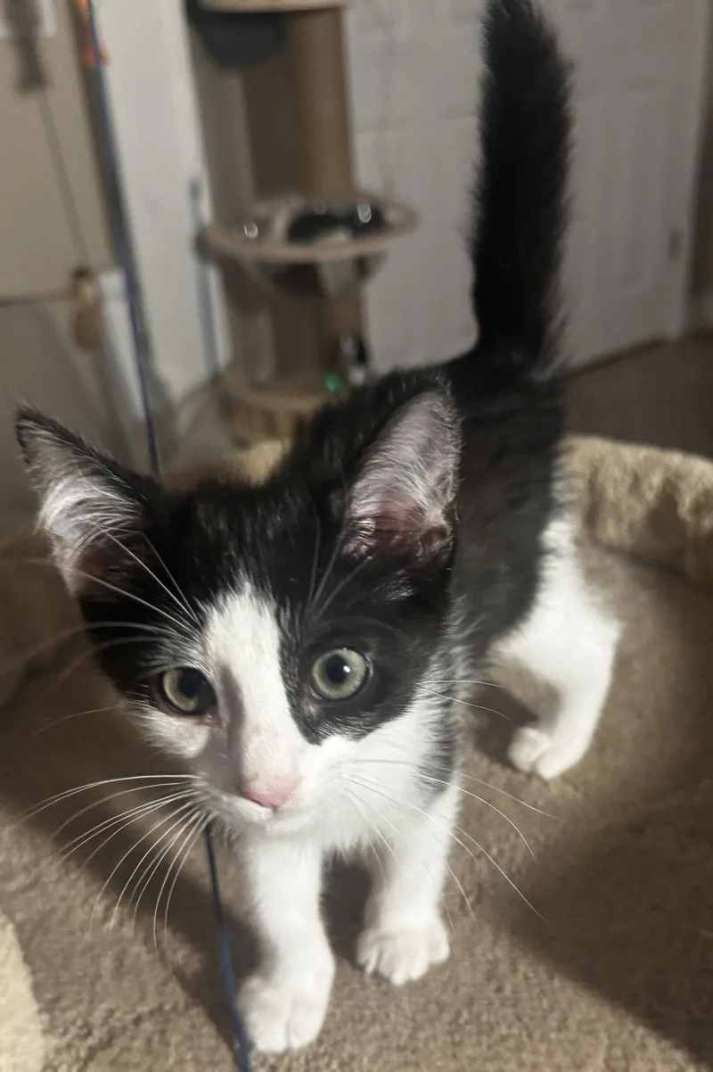 A baby medium-sized male Black & White / Tuxedo Domestic Short Hair cat named Malarkey for adoption in Seal Beach, CA