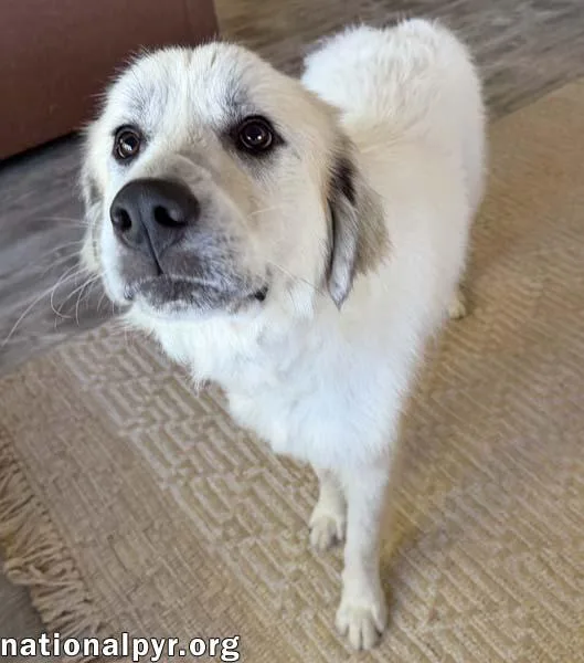 An adult large-sized male White / Cream Great Pyrenees dog named Rocky in OH  for adoption in Beacon, NY