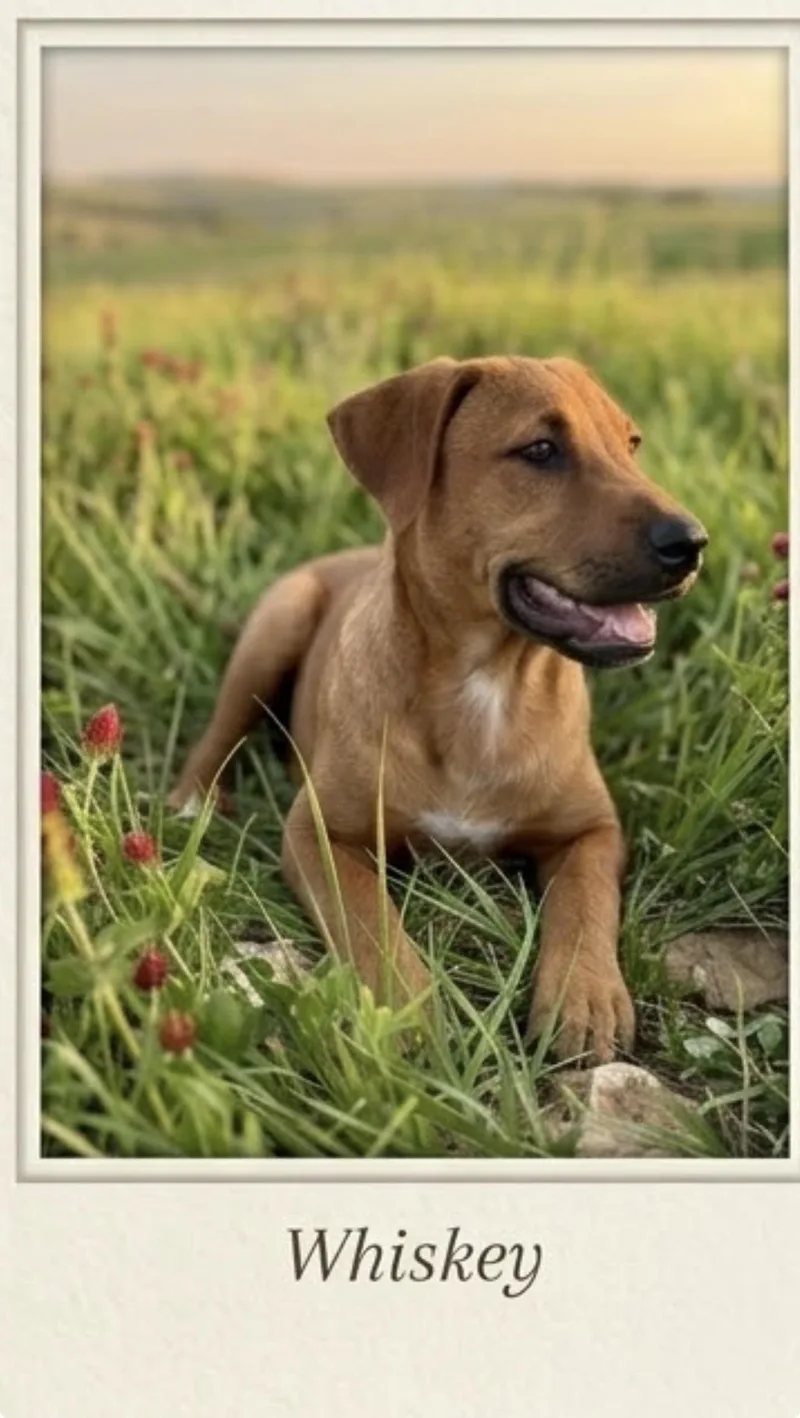 A young medium-sized male Apricot / Beige Labrador Retriever dog named Christie whisky for adoption in Semmes, AL