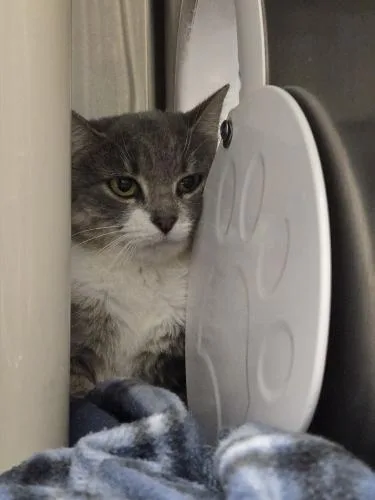 An adult medium-sized female Domestic Short Hair cat named Olive and Martini for adoption in Webster, MA