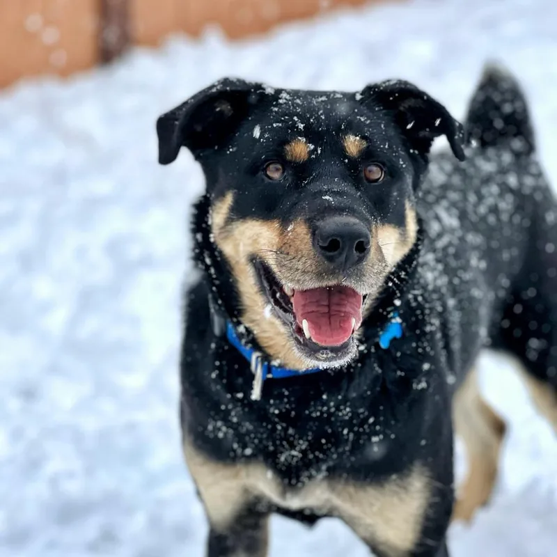 A senior medium-sized female Black Rottweiler dog named Roxy for adoption in Branford, CT