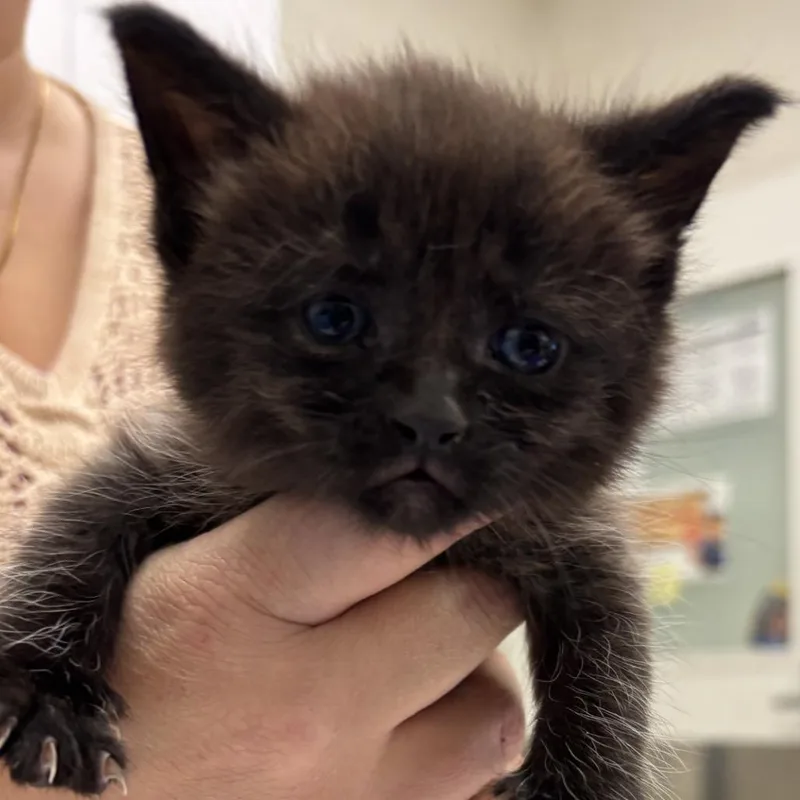 A baby small-sized female Black Domestic Short Hair cat named Wynn for adoption in Gloucester, VA