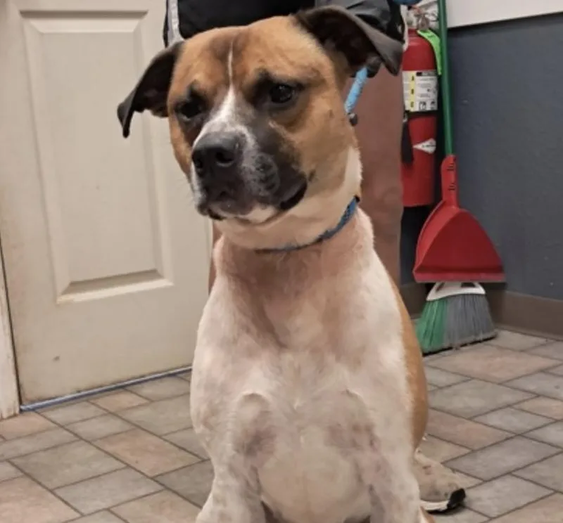 An adult medium-sized male Australian Cattle Dog / Blue Heeler dog named Dave for adoption in Hollister, MO