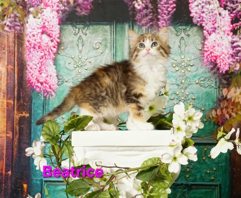 A baby medium-sized female Torbie Domestic Medium Hair cat named Beatrice for adoption in Waterloo, IA