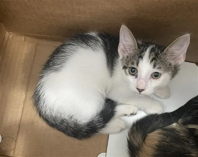 A baby medium-sized male Domestic Short Hair cat named Nala for adoption in Dallas, TX