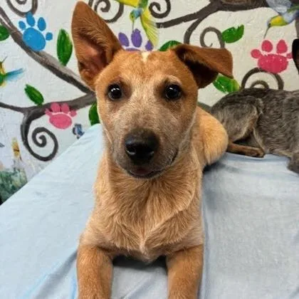 A baby medium-sized male Mixed Breed dog named Kit for adoption in West Chester, PA