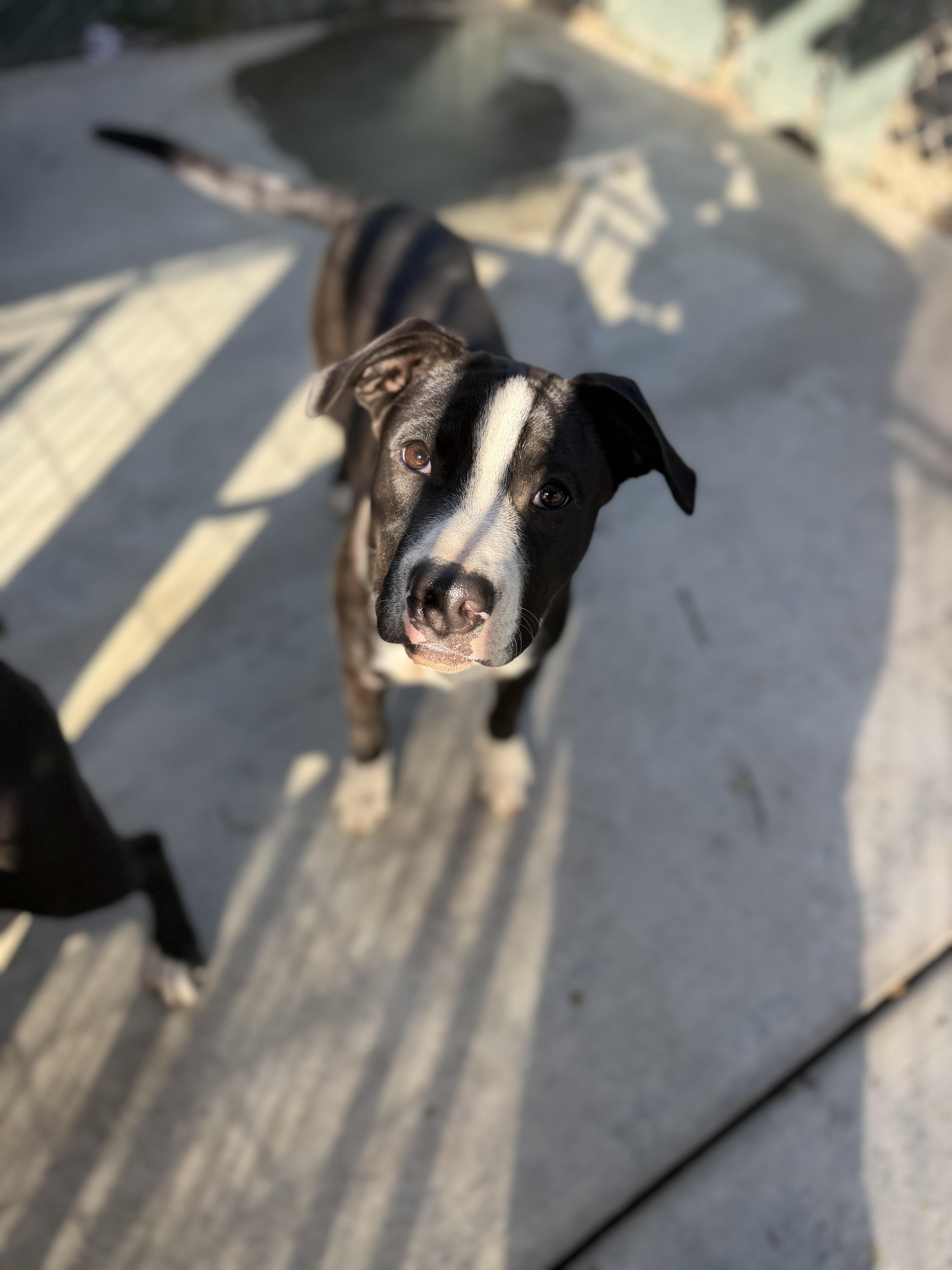 A young medium-sized female Pit Bull Terrier dog named Lindy for adoption in Oakdale, CA