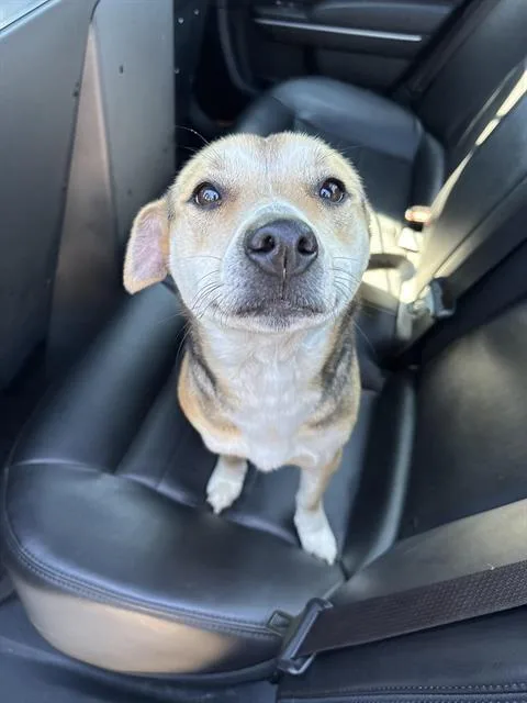 An adult small-sized female Beagle dog named Maya for adoption in Brunswick, GA