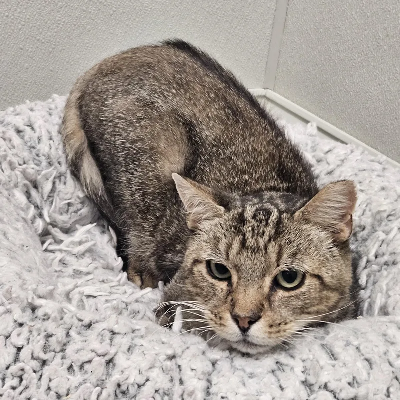 An adult medium-sized male Domestic Short Hair cat named Fievel for adoption in Fall River, MA