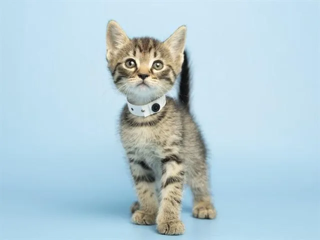 A baby small-sized male Domestic Short Hair cat named Star Lord for adoption in Phoenix, AZ