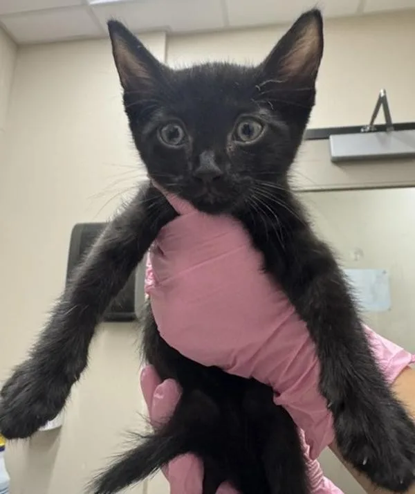 A baby small-sized male Domestic Short Hair cat named Licorice for adoption in El Cajon, CA