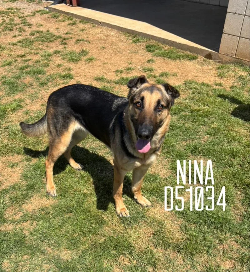 An adult medium-sized female German Shepherd Dog dog named Nina for adoption in Clarksville, TN