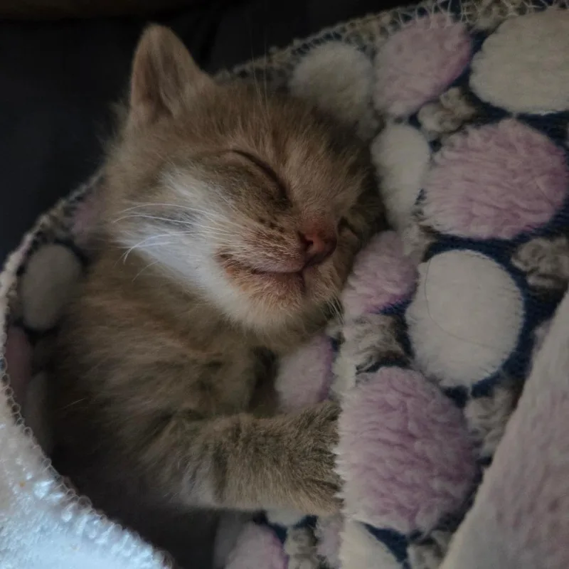 A baby small-sized female Gray / Blue / Silver Domestic Short Hair cat named Bagel for adoption in Normal, IL