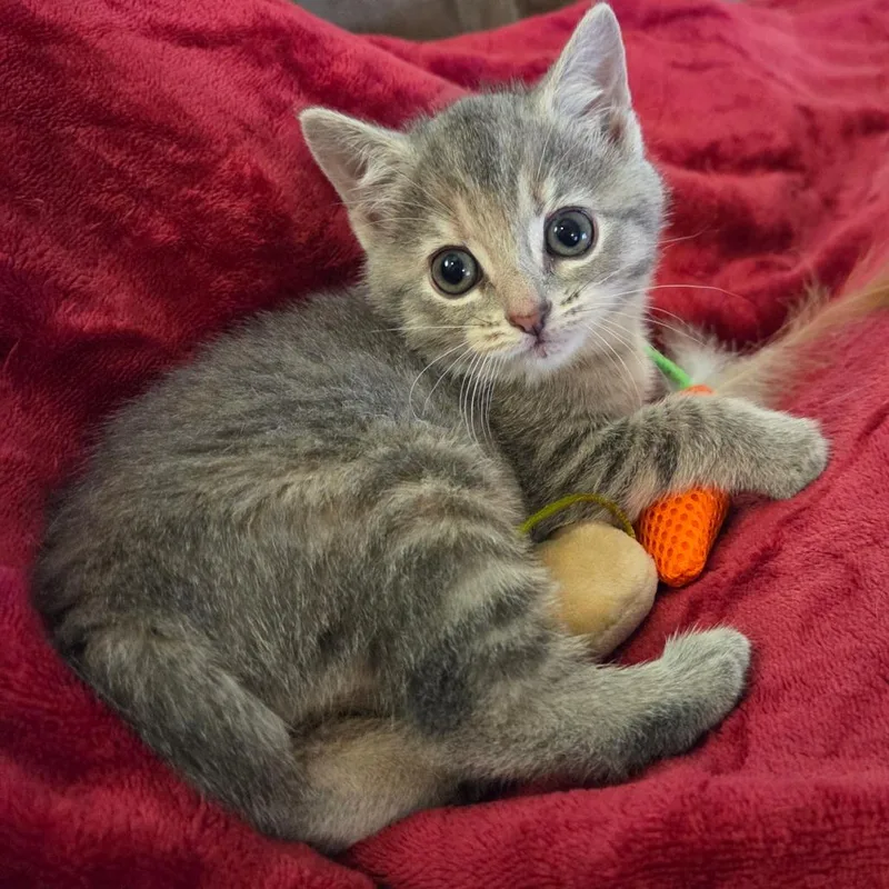 Bagel thumbnail 4