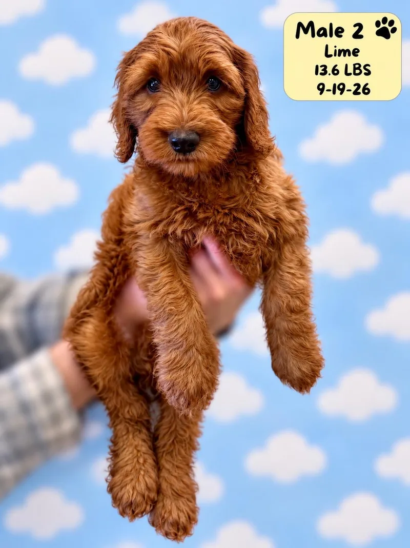 A baby medium-sized male Brown / Chocolate Labradoodle dog named Bowie for adoption in El Segundo, CA