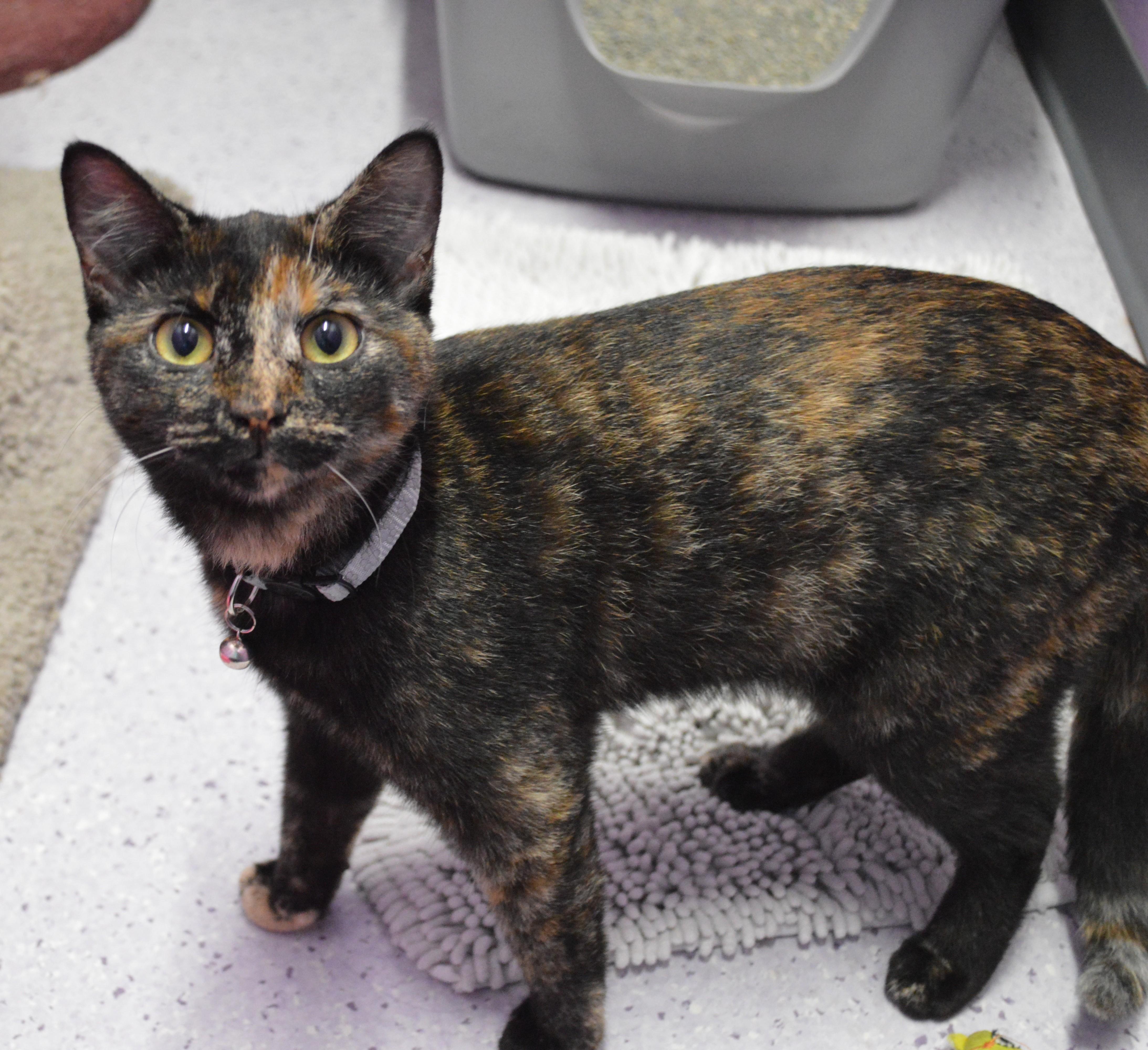 A young medium-sized female Tortoiseshell Domestic Short Hair cat named Norah for adoption in House Springs, MO