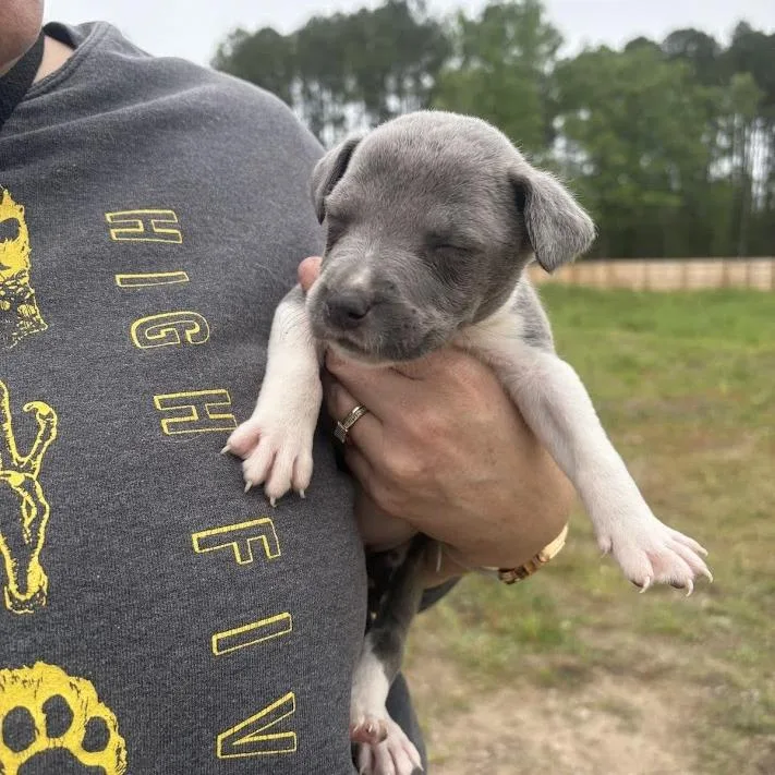 A baby small-sized female Gray / Blue / Silver Labrador Retriever dog named Creme Brulee for adoption in North Charleston, SC