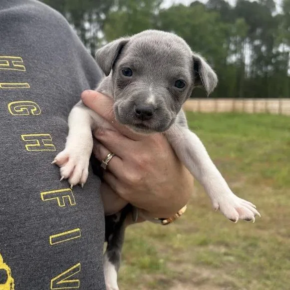 Creme Brulee thumbnail 2