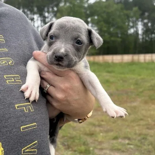 Creme Brulee thumbnail 3