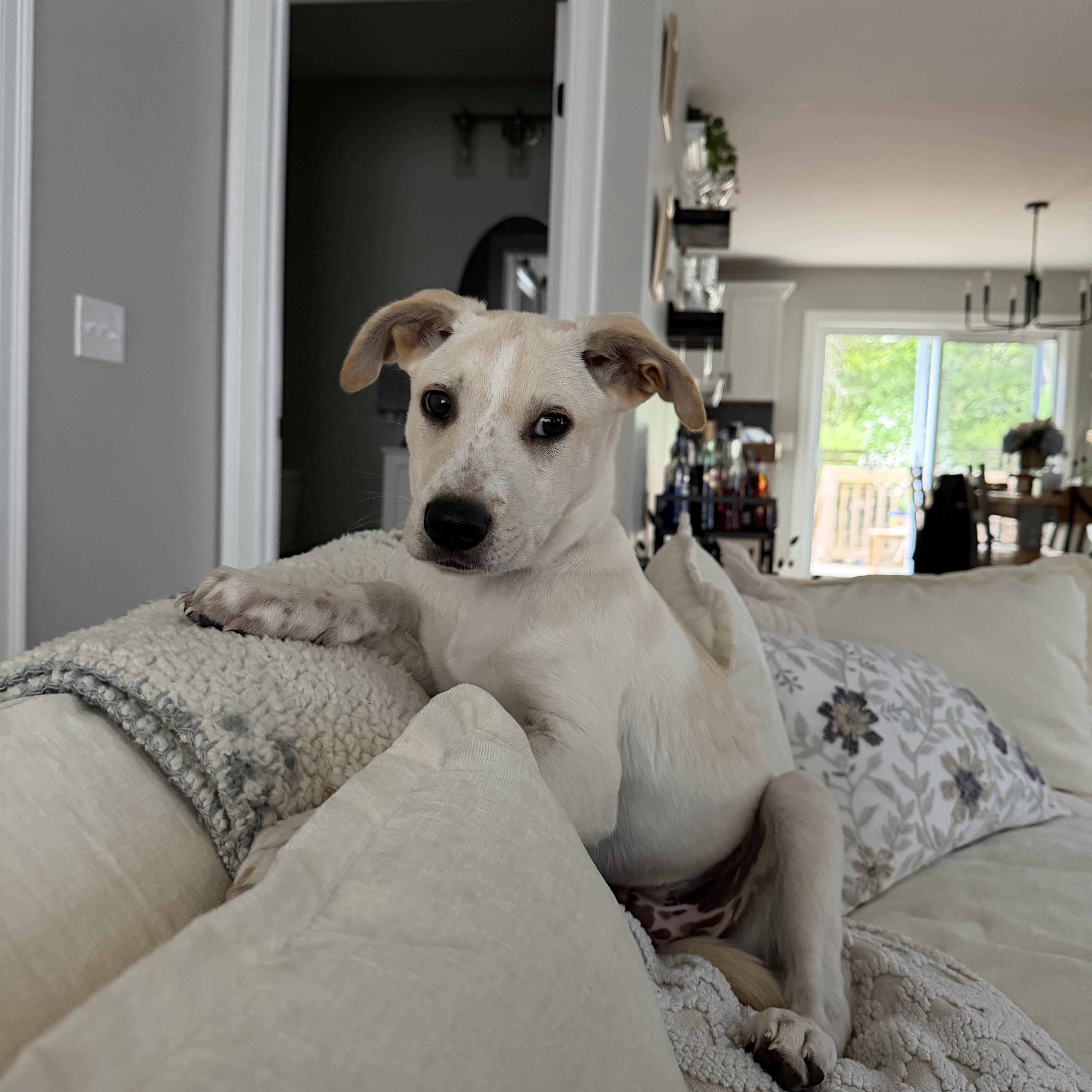 A baby medium-sized male Yellow Labrador Retriever dog named Nick for adoption in PLAINFIELD, CT