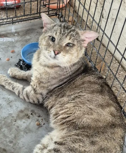 An adult small-sized male Domestic Short Hair cat named Lorenzo for adoption in San Antonio, TX