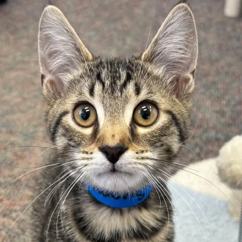 A baby small-sized male Brown / Chocolate Domestic Short Hair cat named Sunny for adoption in Hamburg, NY