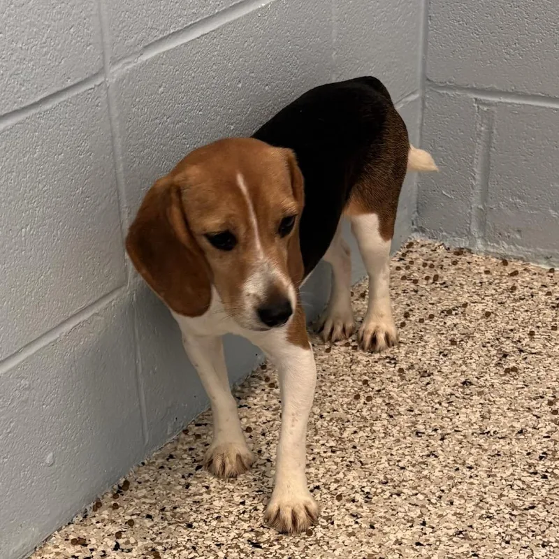 An adult medium-sized female White / Cream Beagle dog named Patrice for adoption in LOXAHATCHEE, FL