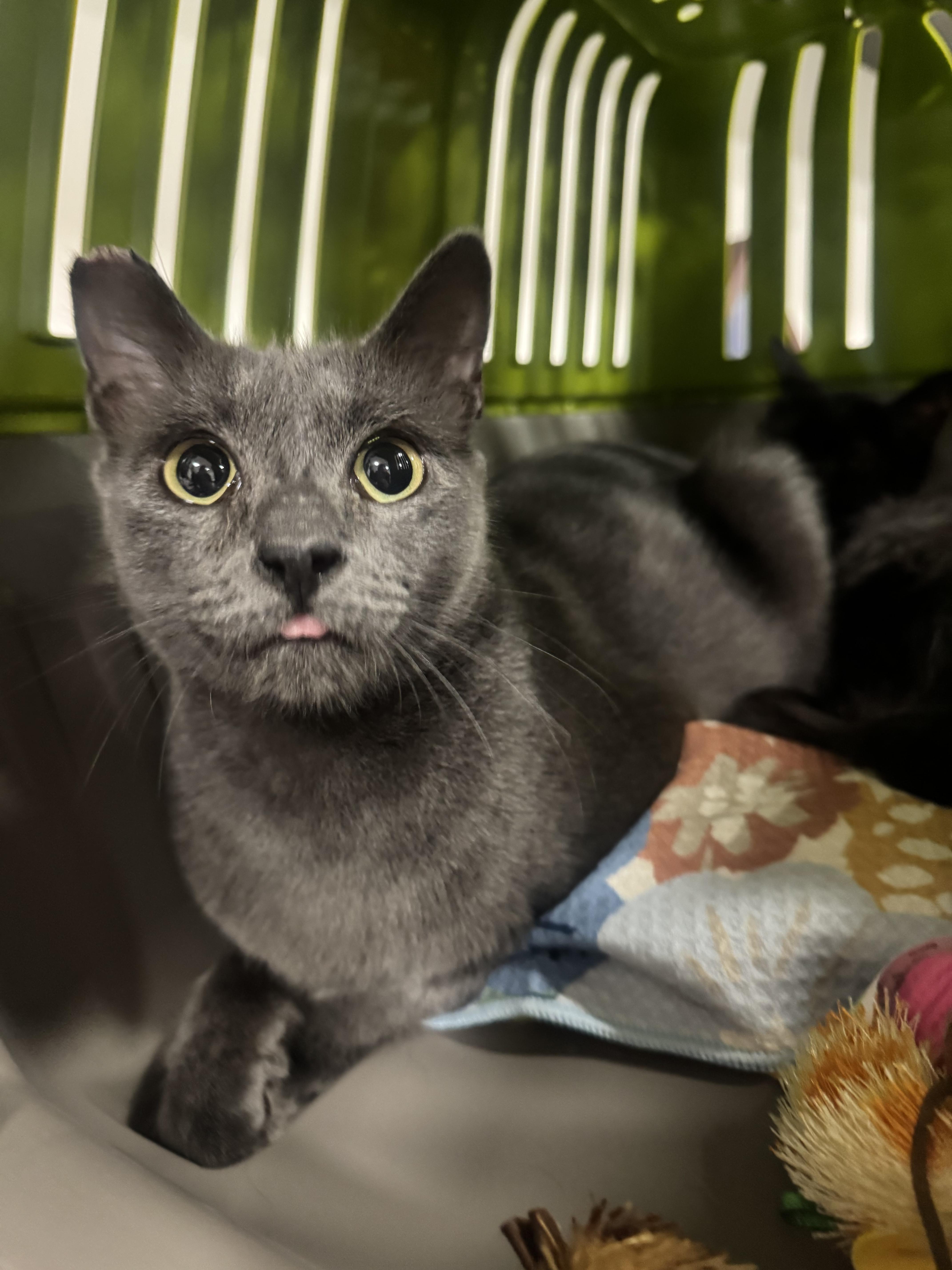 A young medium-sized female Nebelung cat named Lil' Bit for adoption in Long Beach, CA