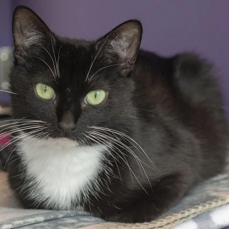 An adult medium-sized female Black & White / Tuxedo Domestic Short Hair cat named Tuna for adoption in Pontiac, MI