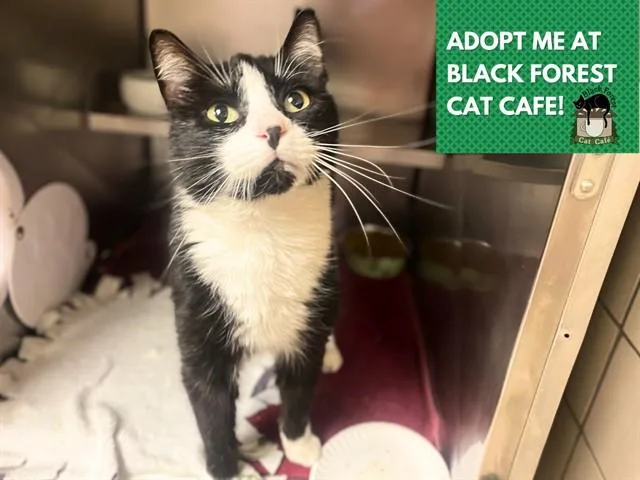 An adult small-sized male Domestic Short Hair cat named Samson for adoption in Fort Wayne, IN