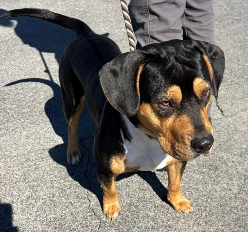 A young medium-sized male Black Mixed Breed dog named Bubba for adoption in Maryville, TN