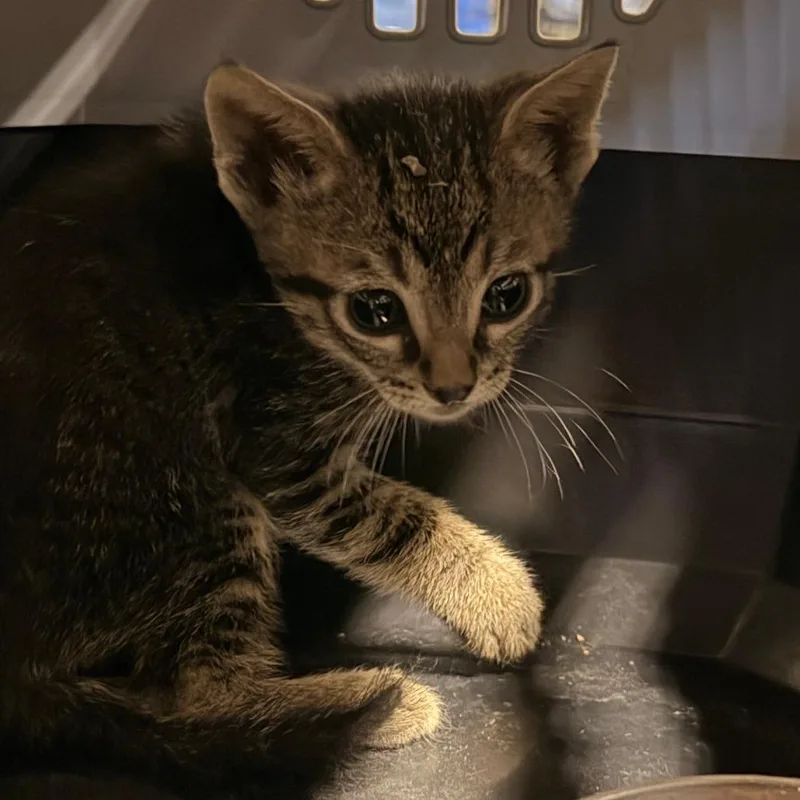 A baby small-sized male Brown / Chocolate Domestic Short Hair cat named Daniel for adoption in Hemet, CA