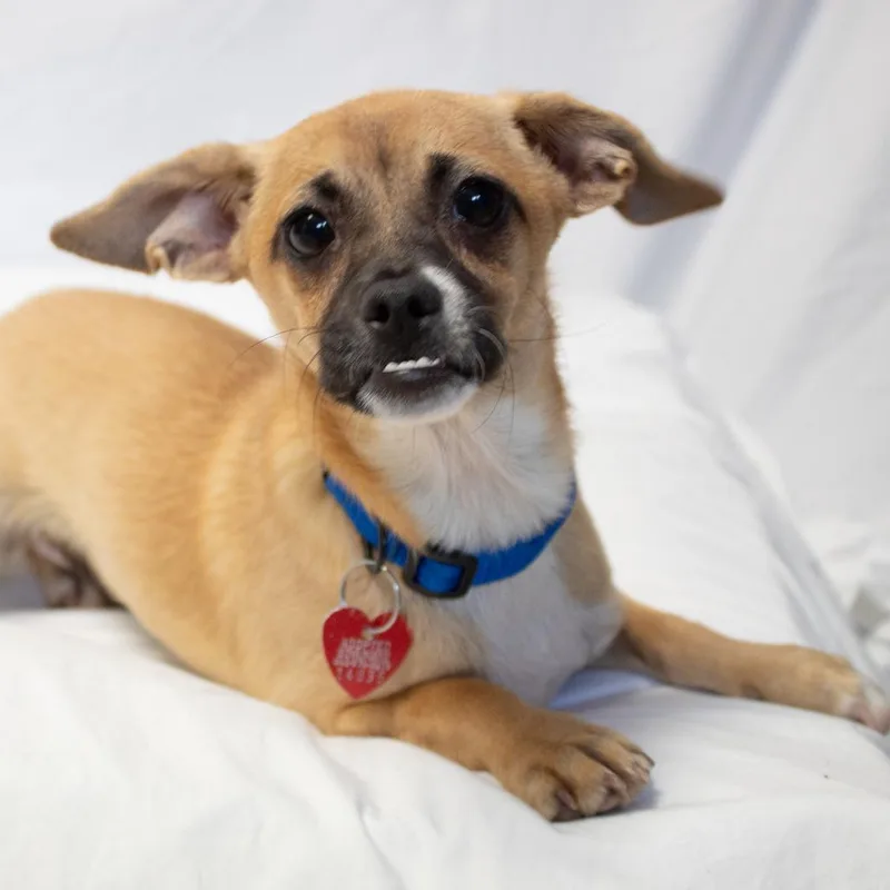 A young small-sized male Yellow / Tan / Blond / Fawn Mixed Breed dog named Grant for adoption in Medford, OR