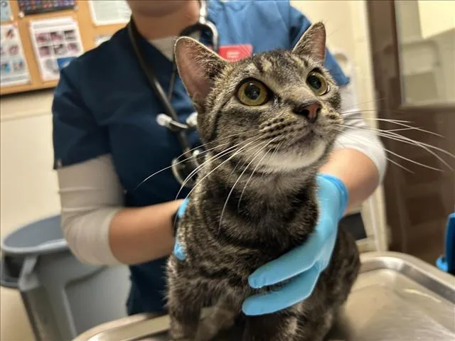 An adult medium-sized female Domestic Short Hair cat named Toast for adoption in Chapel Hill, NC
