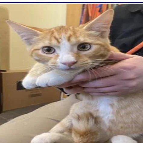A baby small-sized male Orange / Red Domestic Short Hair cat named Tiger for adoption in Grantsville, UT