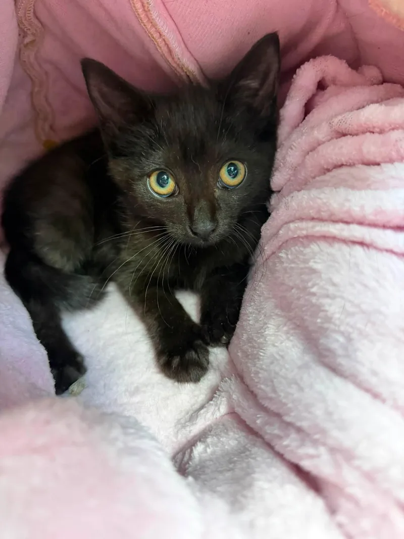 A baby medium-sized female Black Domestic Short Hair cat named Ronni for adoption in Sterling Heights, MI