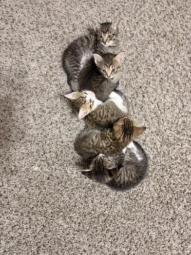 Buttercup thumbnail 2