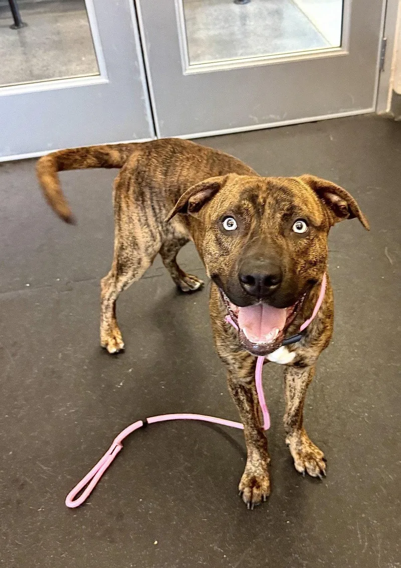 An adult large-sized male Pit Bull Terrier dog named Royce for adoption in Williamsburg, IA