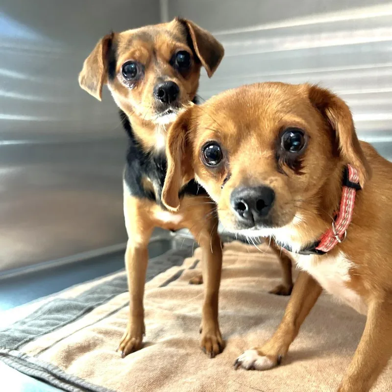 An adult small-sized male Yellow / Tan / Blond / Fawn Chihuahua dog named Java for adoption in Las Vegas, NV