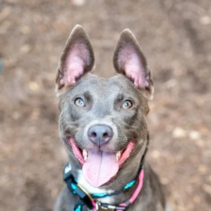 An adult medium-sized female Mixed Breed dog named Liora for adoption in Chamblee, GA